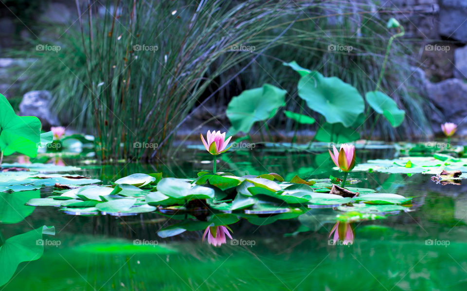 Lily in pond water