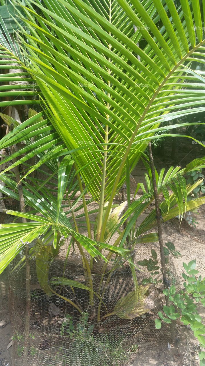 coconut plant tree