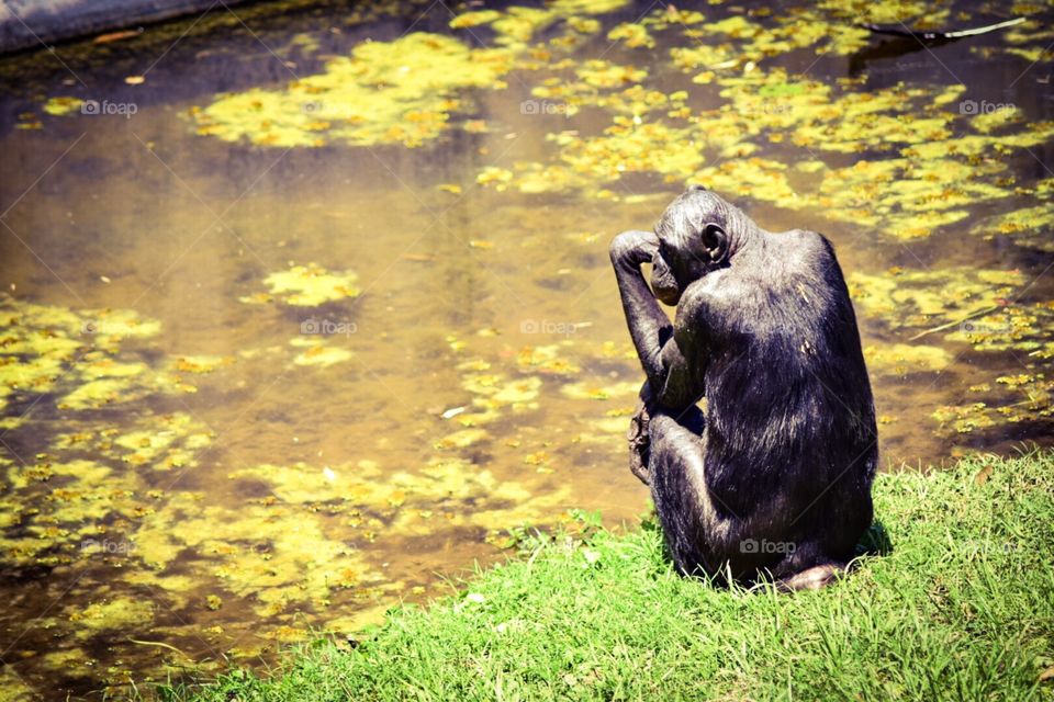 Bonobo thinking