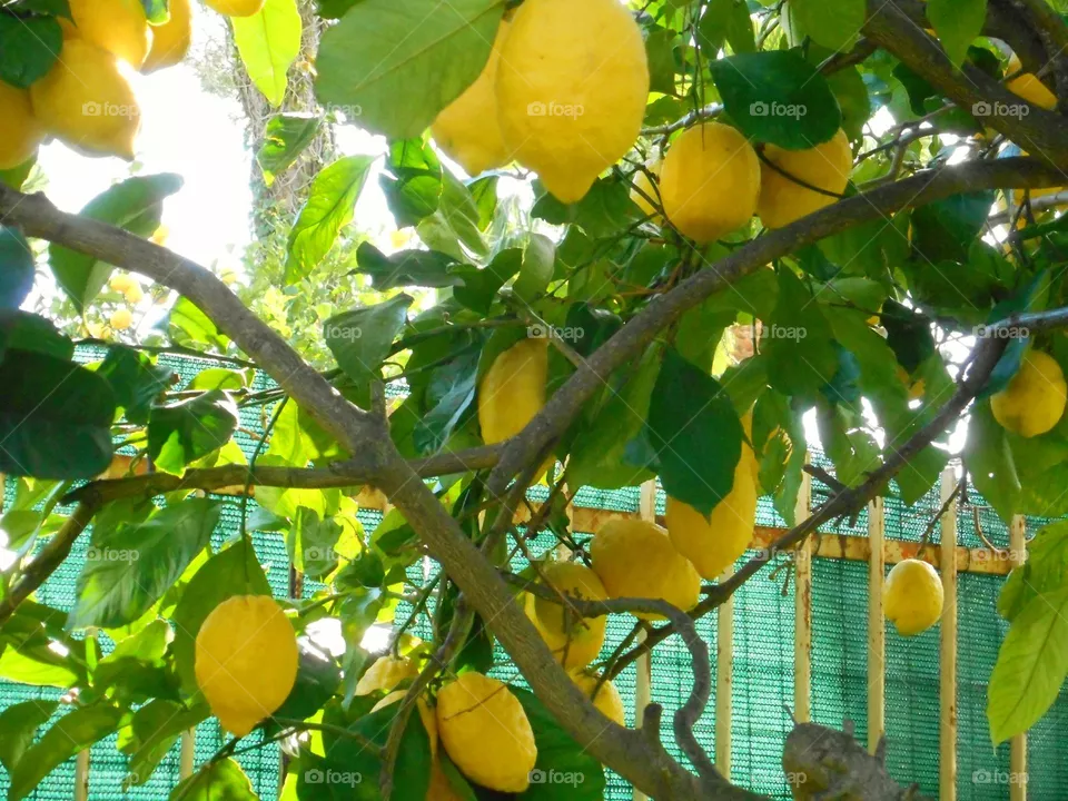 A close view of organic lemons on their tree on the Italian island of Ischia