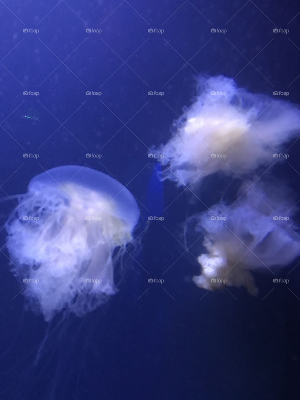 Egg yoke Jellyfish that resemble soft clouds or cotton. Simply beautiful! 