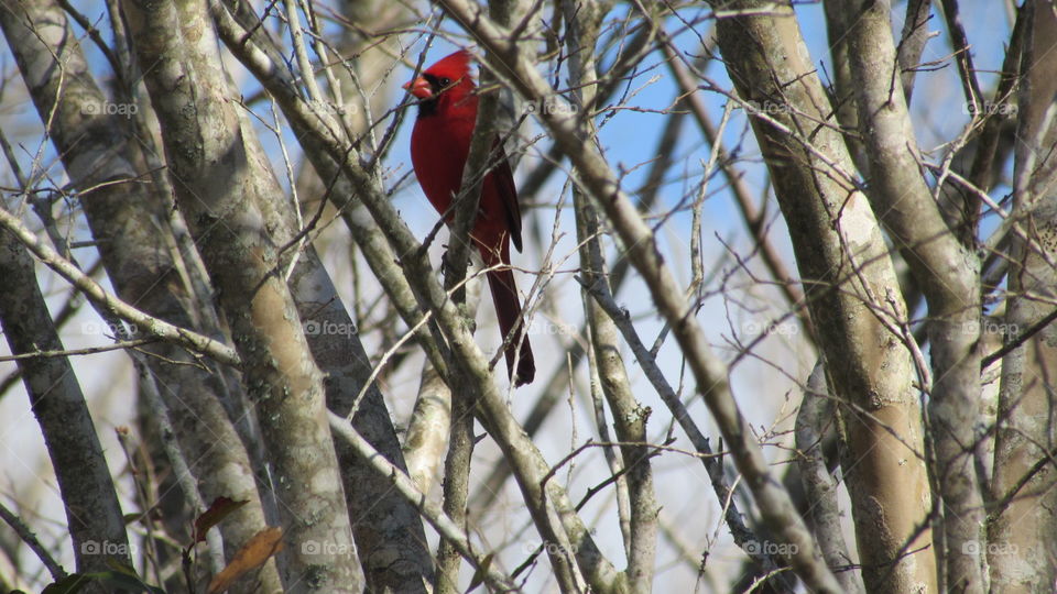 Cardinal in a tree