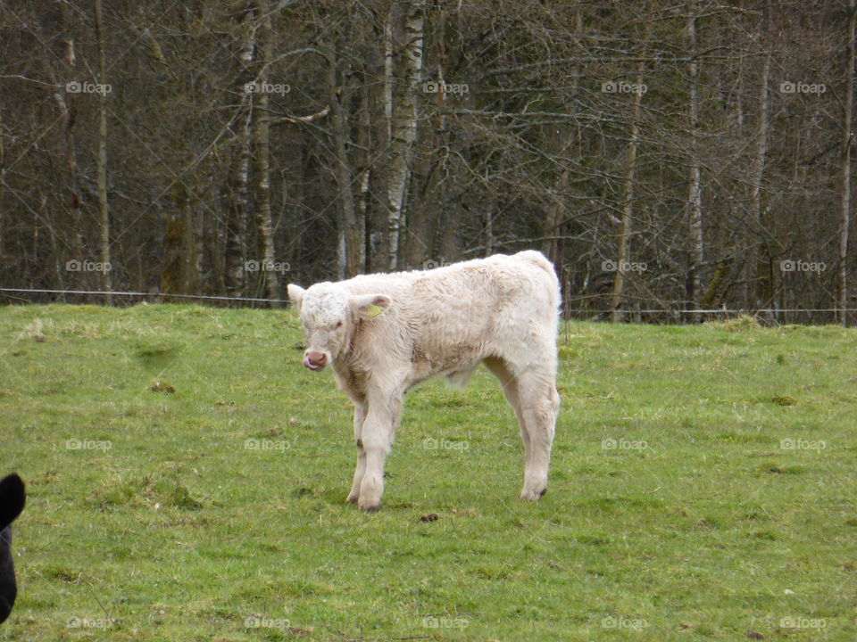 White calf