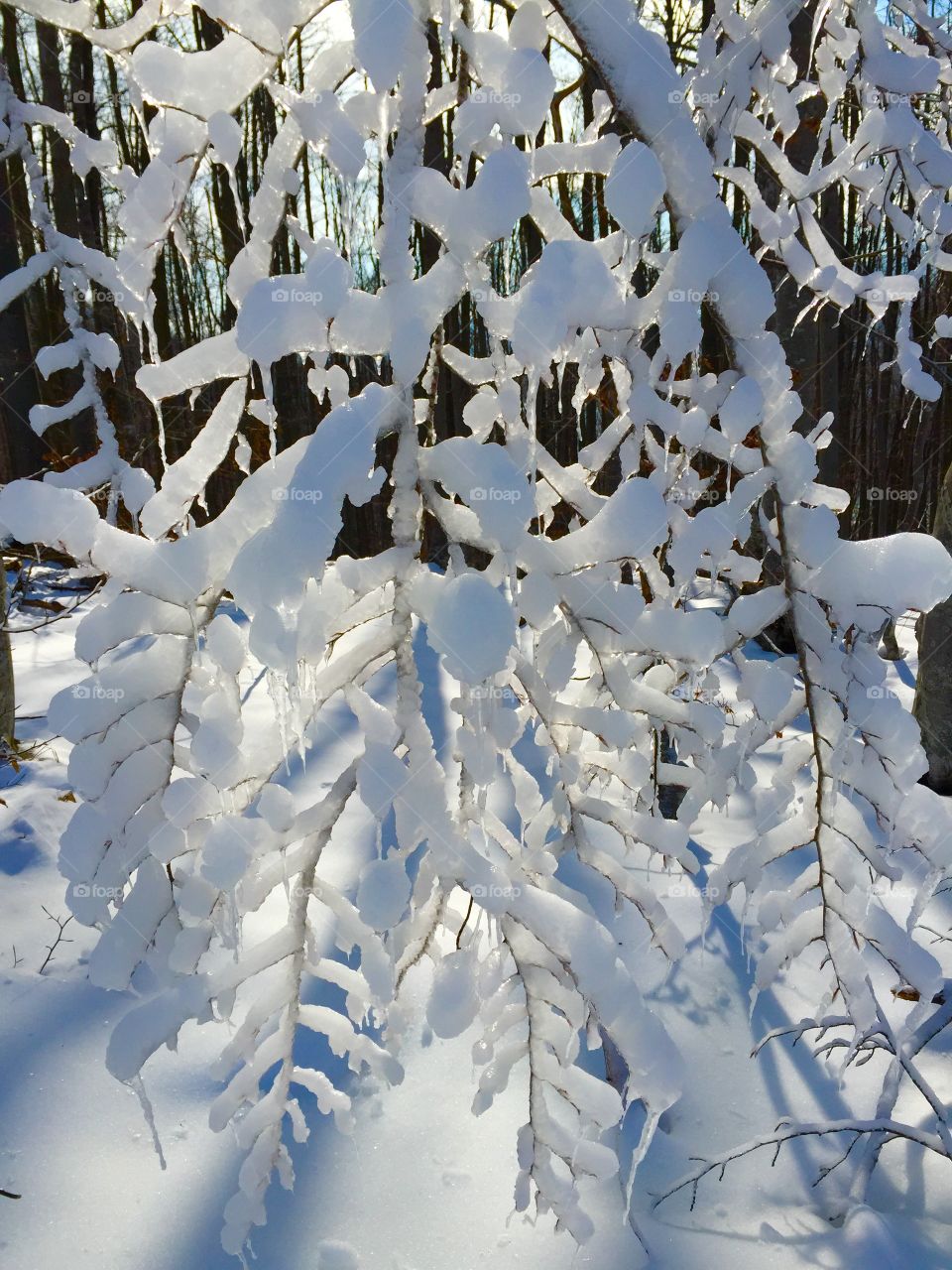 Frozen tree branches