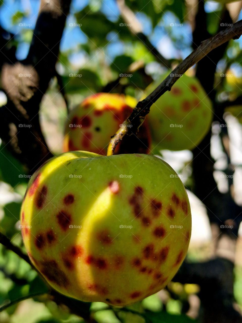 spotted apple