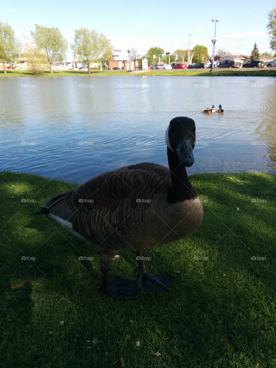 Goose in town. Goose in the city