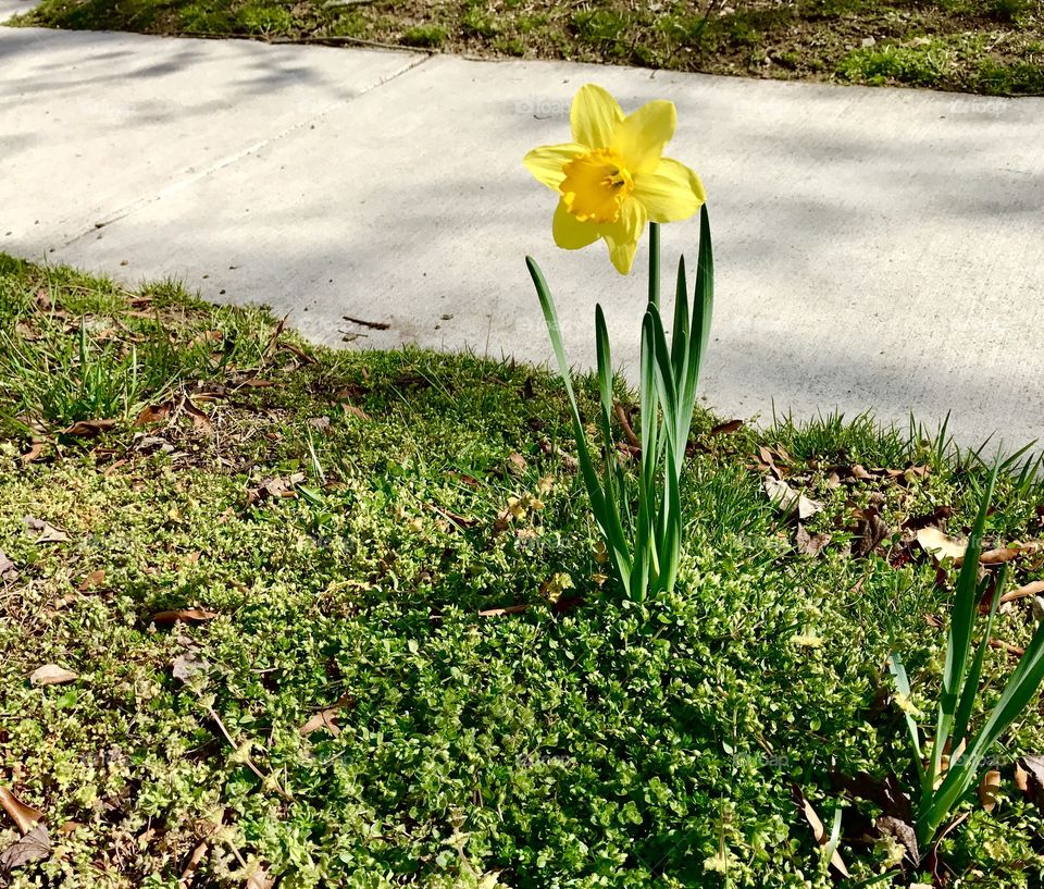 One Daffodil by Sidewalk