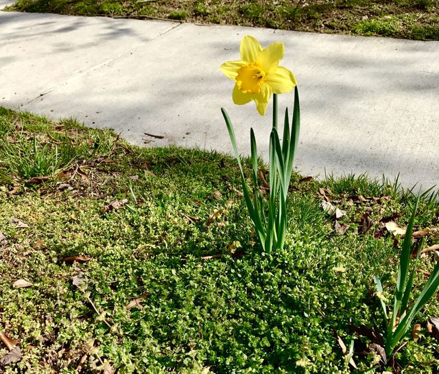 One Daffodil by Sidewalk