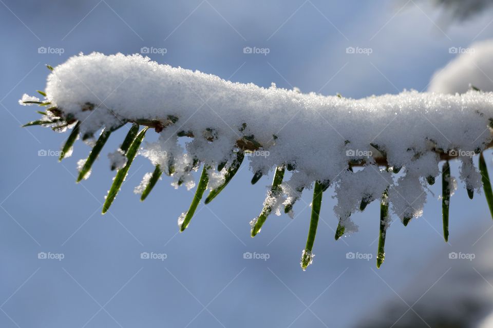 Snow over the pine branch against blue sky