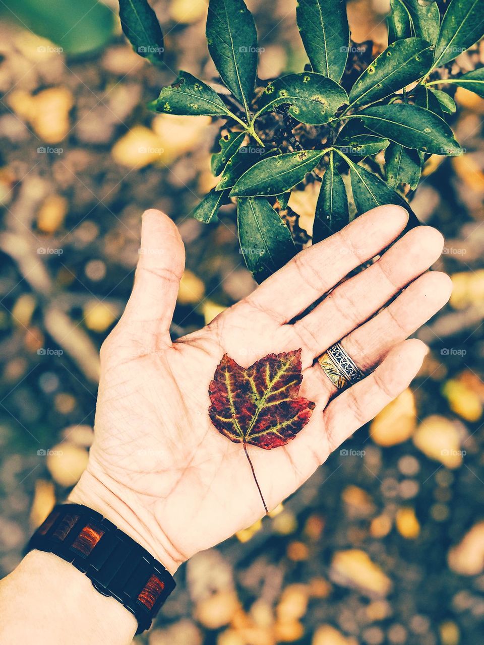 Small fall leaf in woman’s hand, finding colorful leaves in the forest, hiking in the fall time, finding colors in the woods, small things in life 