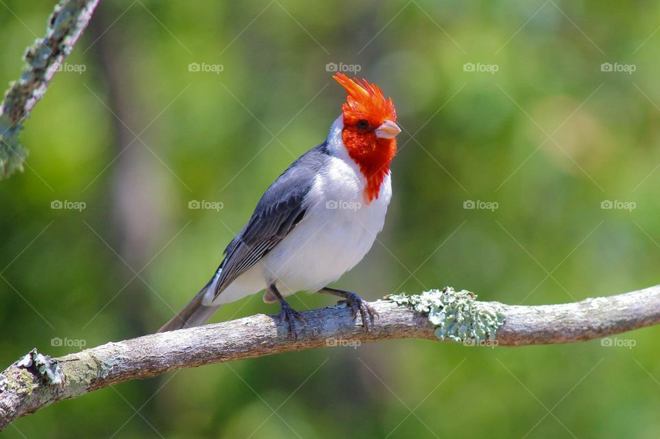 Beautiful and cute bird