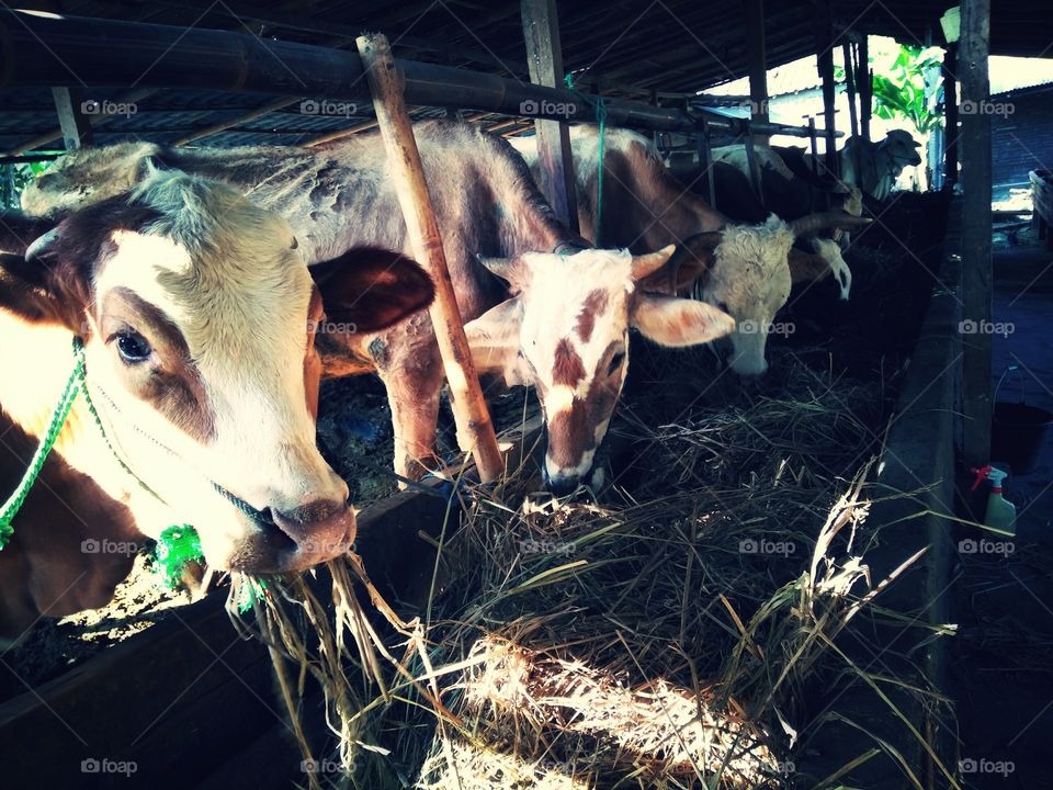 cattle farm