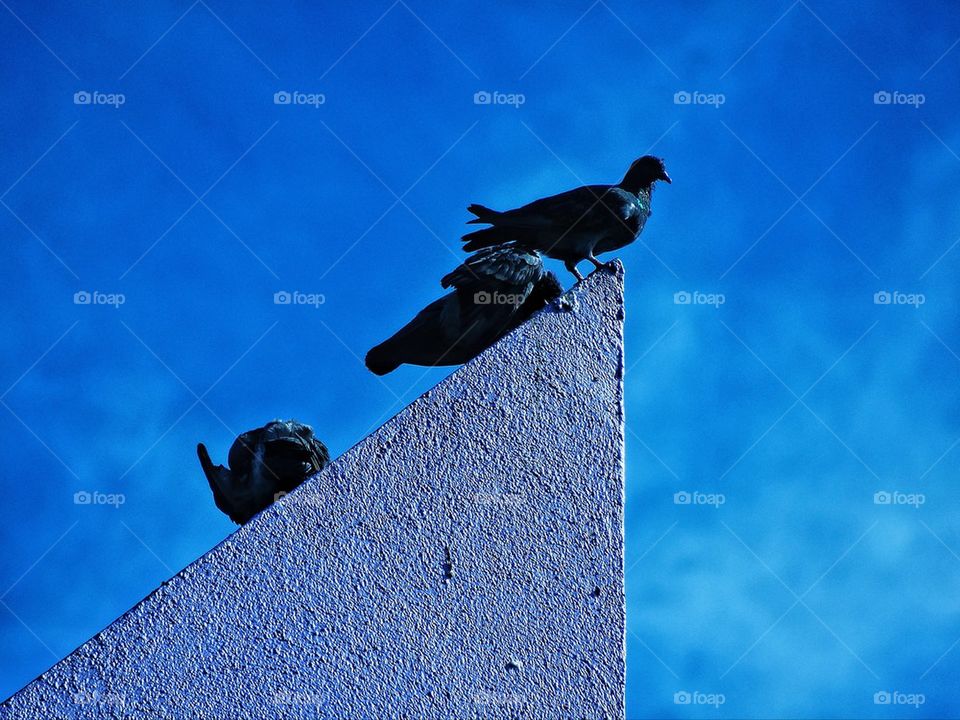 Pigeons perch on a roof