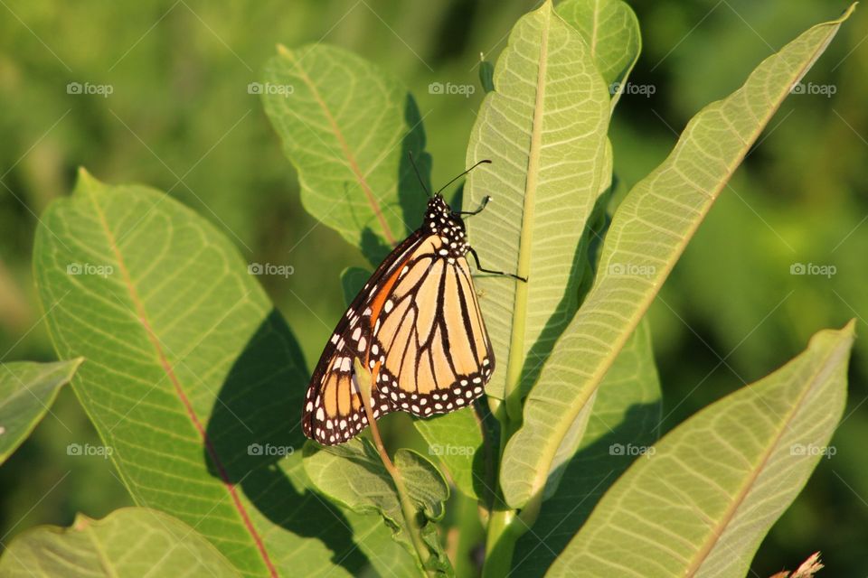 Nature, Butterfly, No Person, Insect, Summer