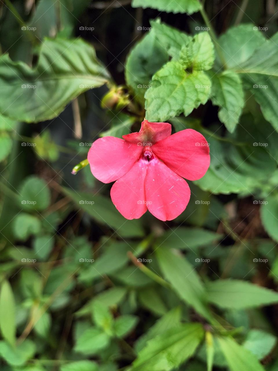 red vinca flowers