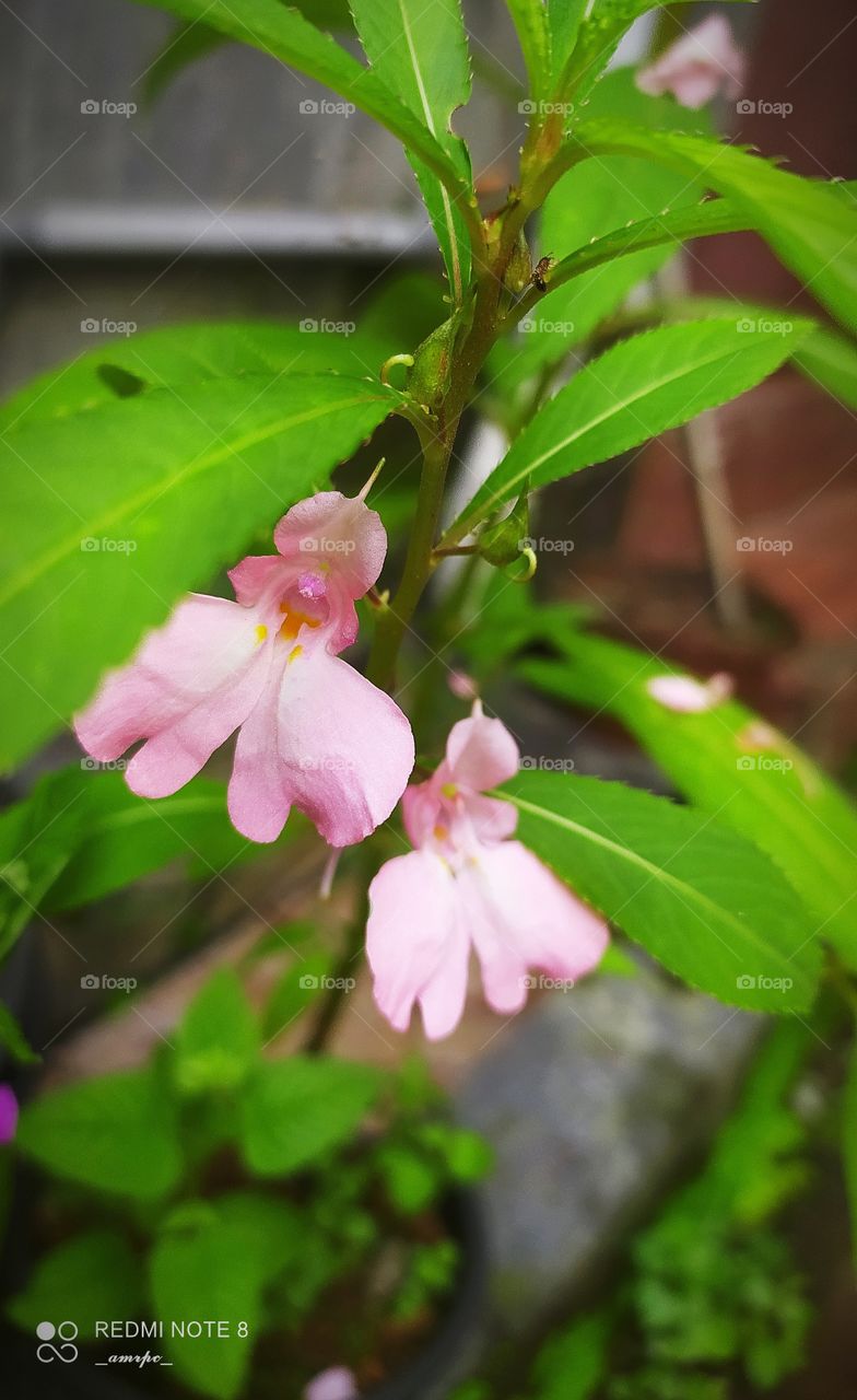 These skin coloured Balsam flowers can be the perfect addition for your Indian summer gardens. It'll attract a bunch of bees and that's on me! ☺️