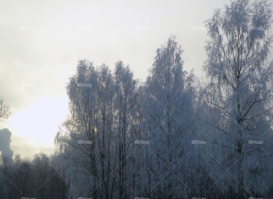 Winter, Snow, Fog, Tree, No Person