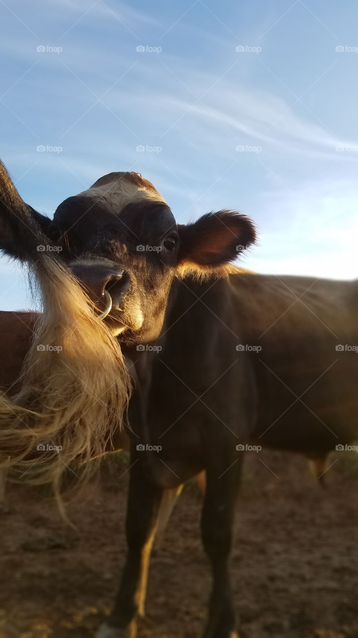 reproduction- it all starts with a wiff