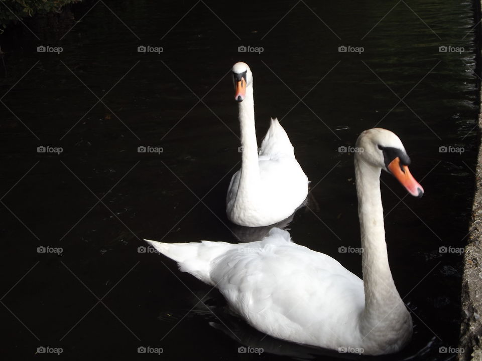 Graceful Swans