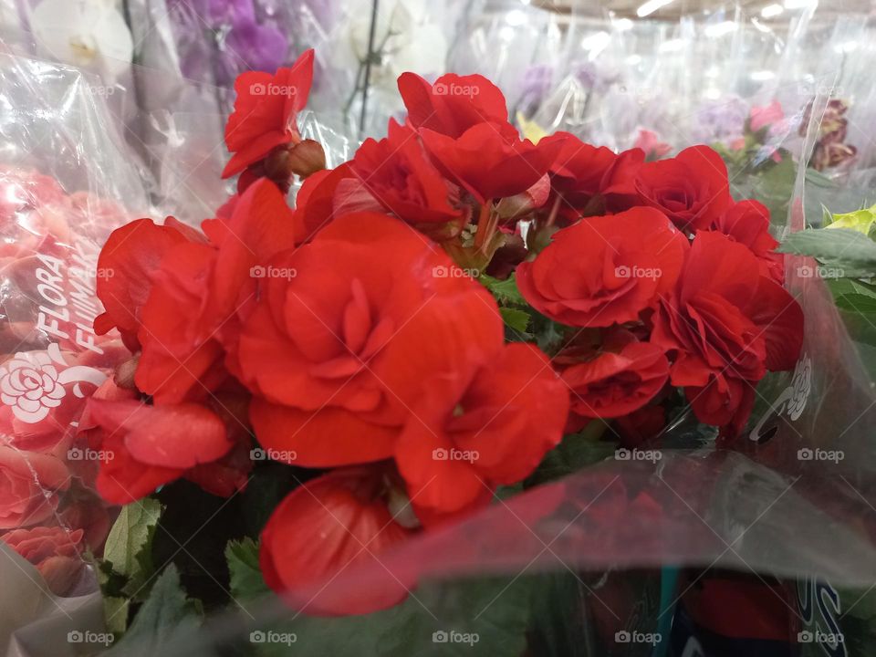 A Begônia  é uma planta ornamental  de flores belas , cores vibrantes. As Begônias, são  presentes criativos para o amor de sua vida, elas representam a lealdade e o amo verdadeiro