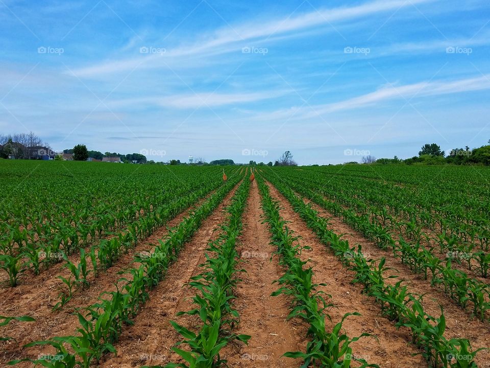 Cranes in Farmer’s Field