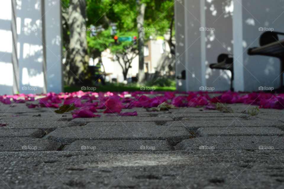 Fallen floral petals