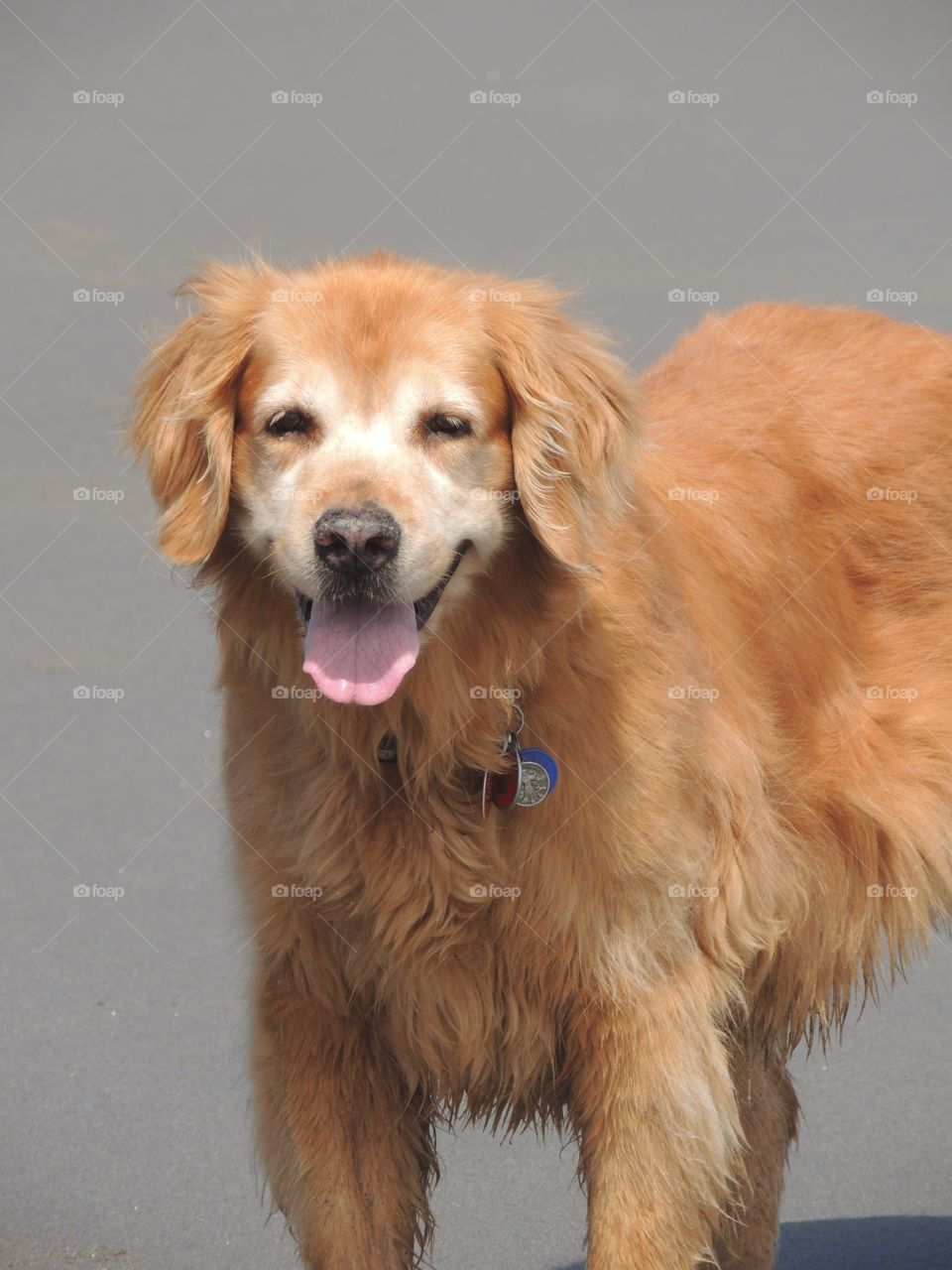 Dog day at the beach