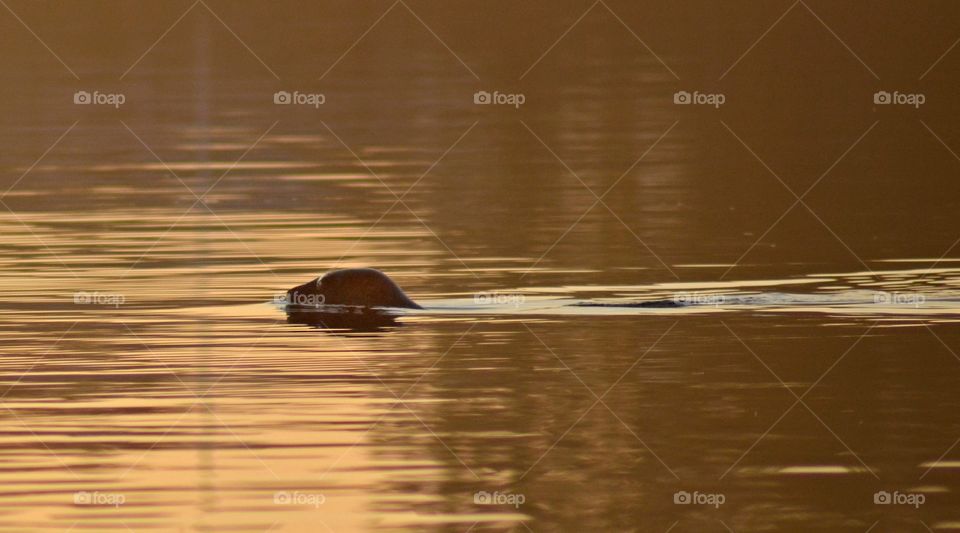 Swimming seal