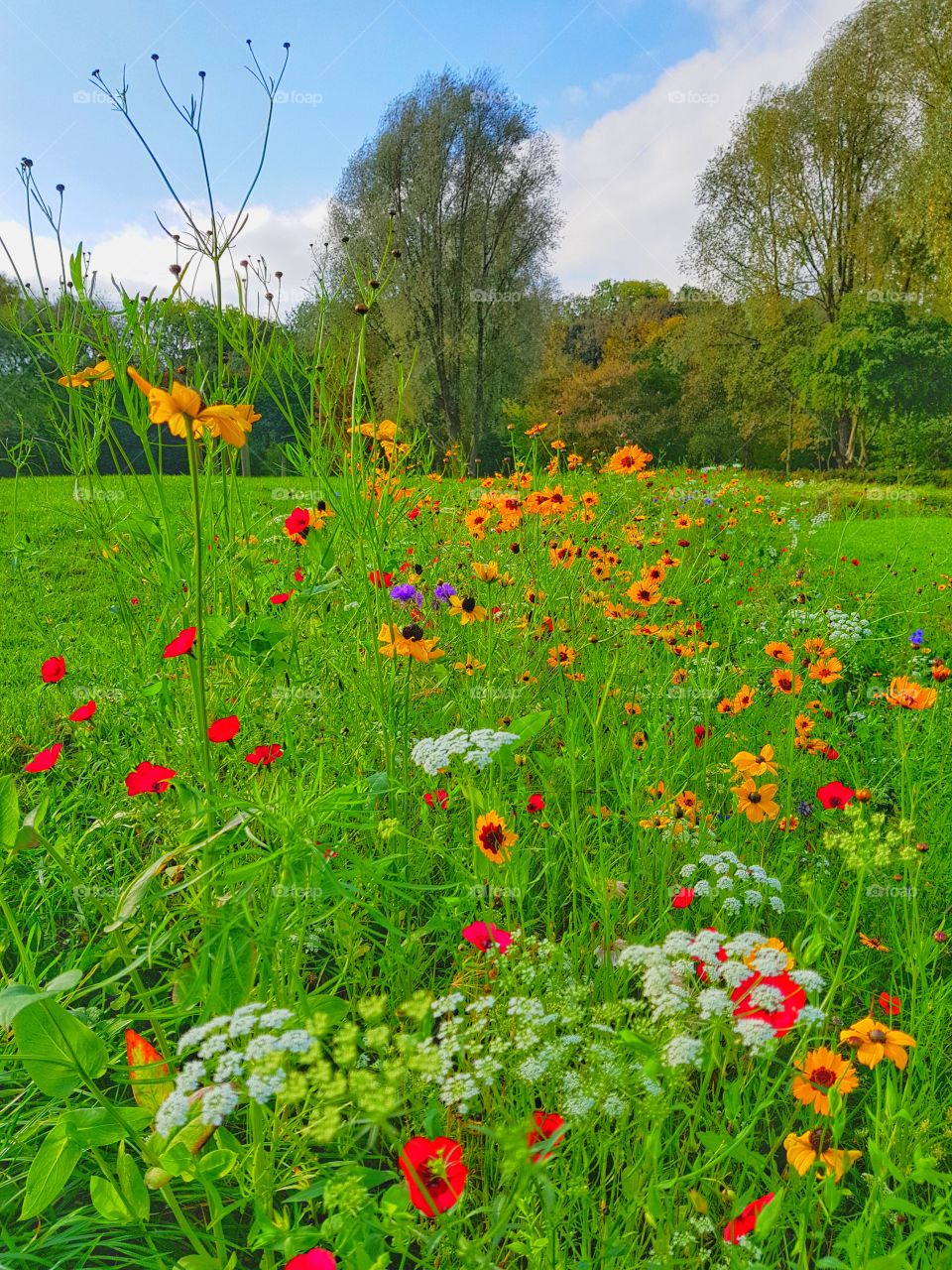 wild flowers eston hills