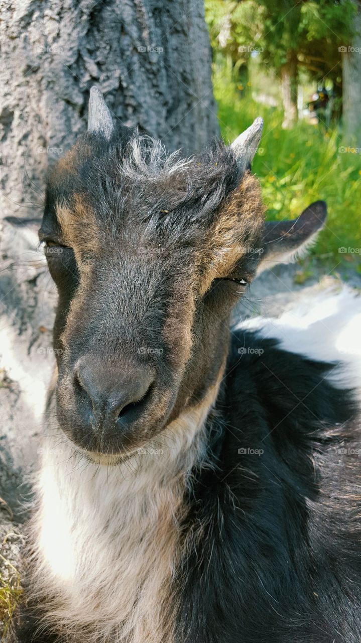 Mammal, Animal, Wildlife, Fur, Nature