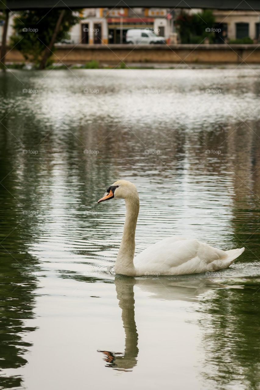 A swan glides along the Rio Nabão as traffic in the city passes in the distance.