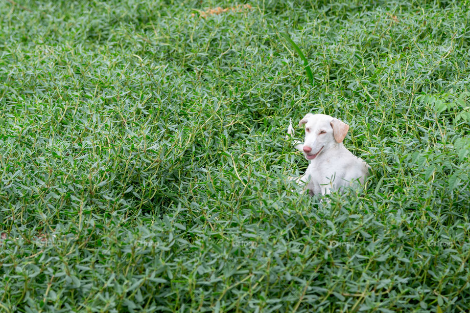 White dog hiding in the grass in the park in summer