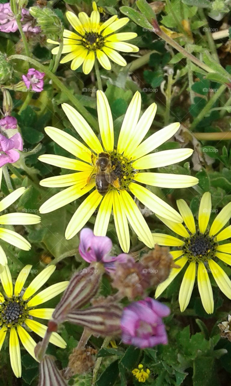 bee on a flower