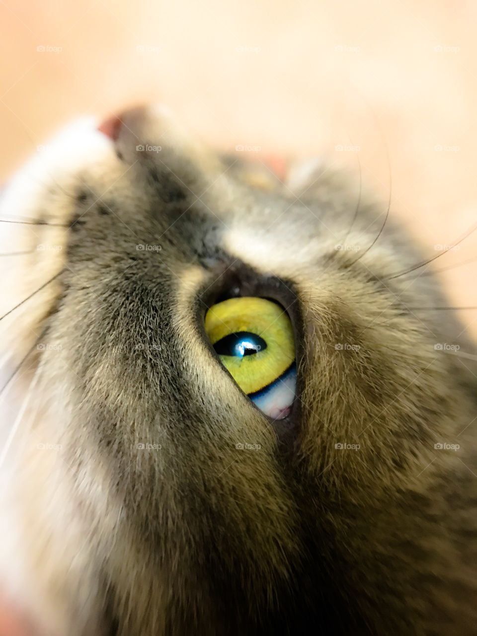 Cat eye 