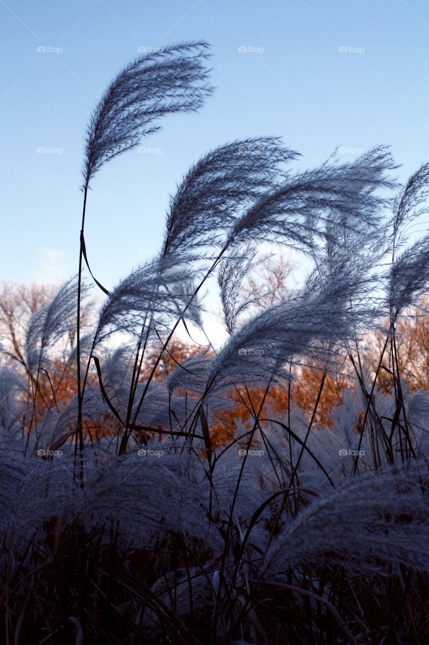 Dry panicles