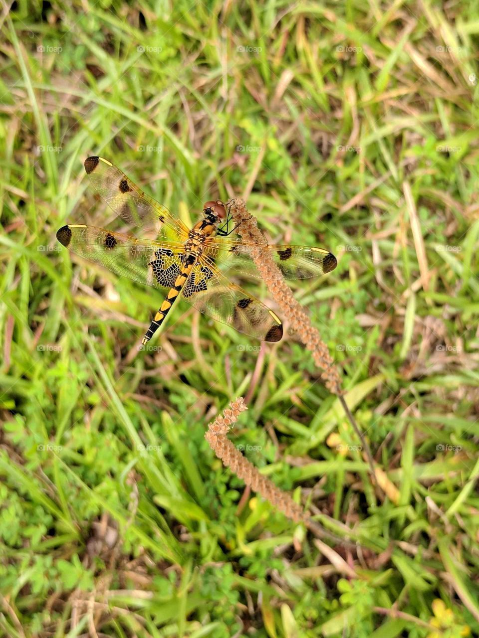 Dragonfly