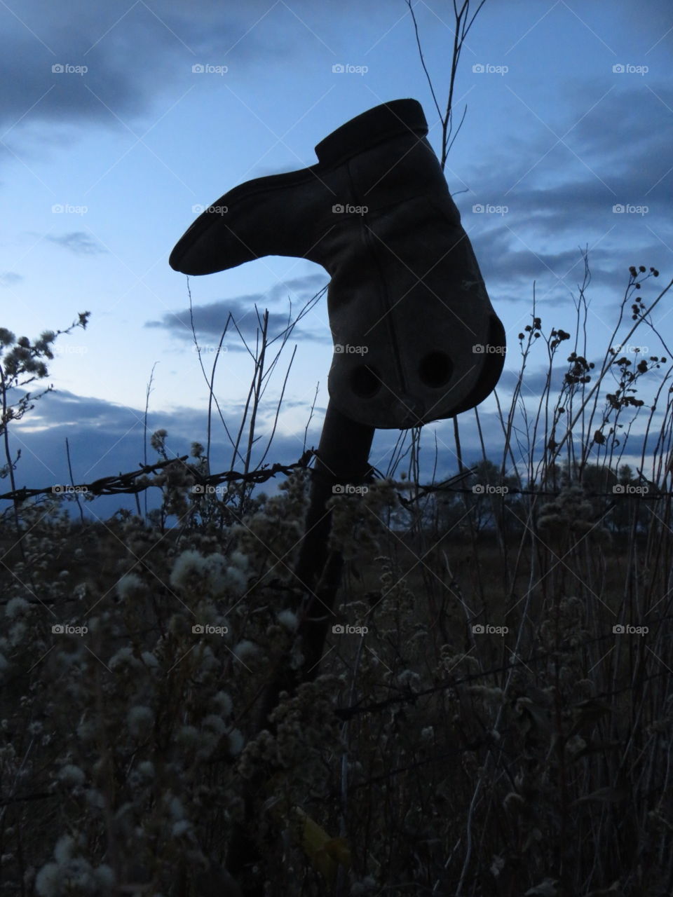 Boots, life of a horse family