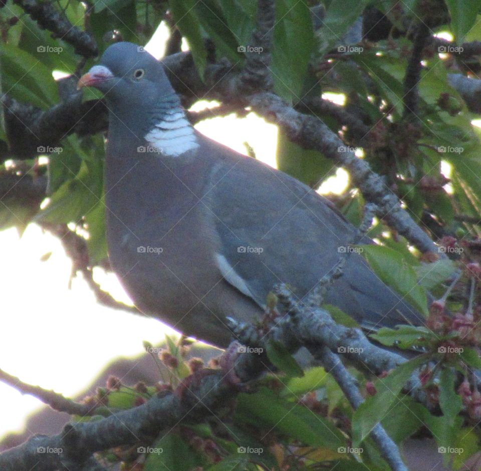 wood pigeon