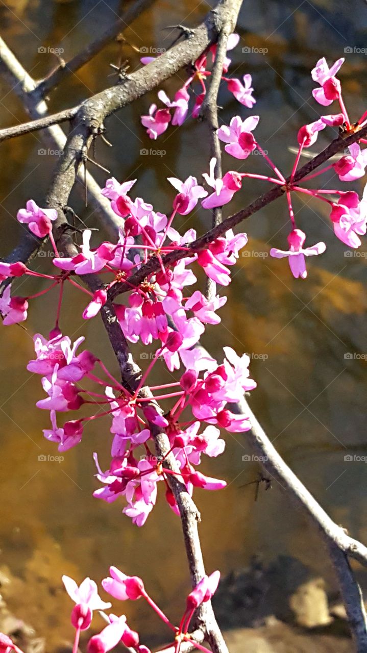 When the red bud trees start to bloom spring is right
