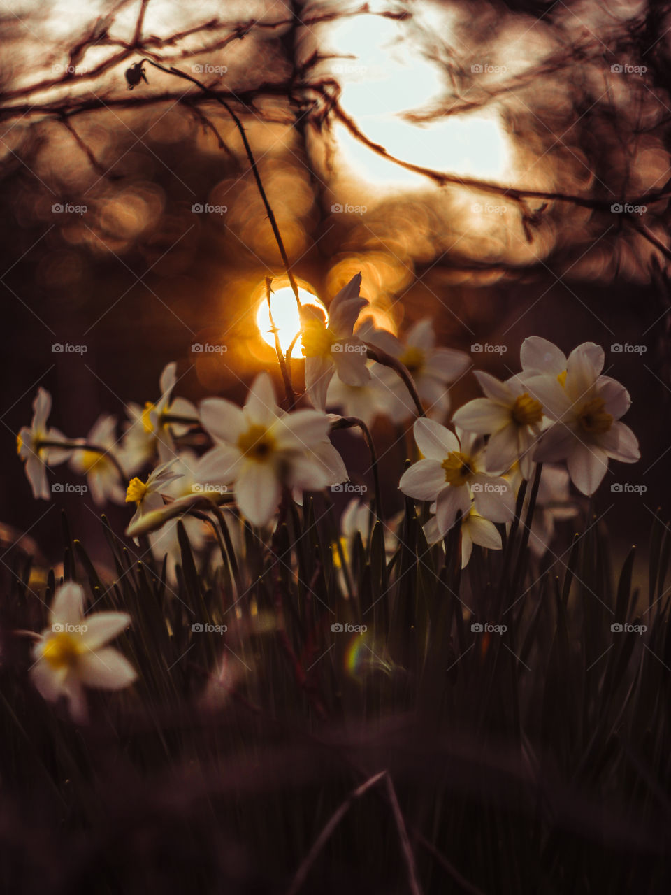 Daffodils in the sunset light