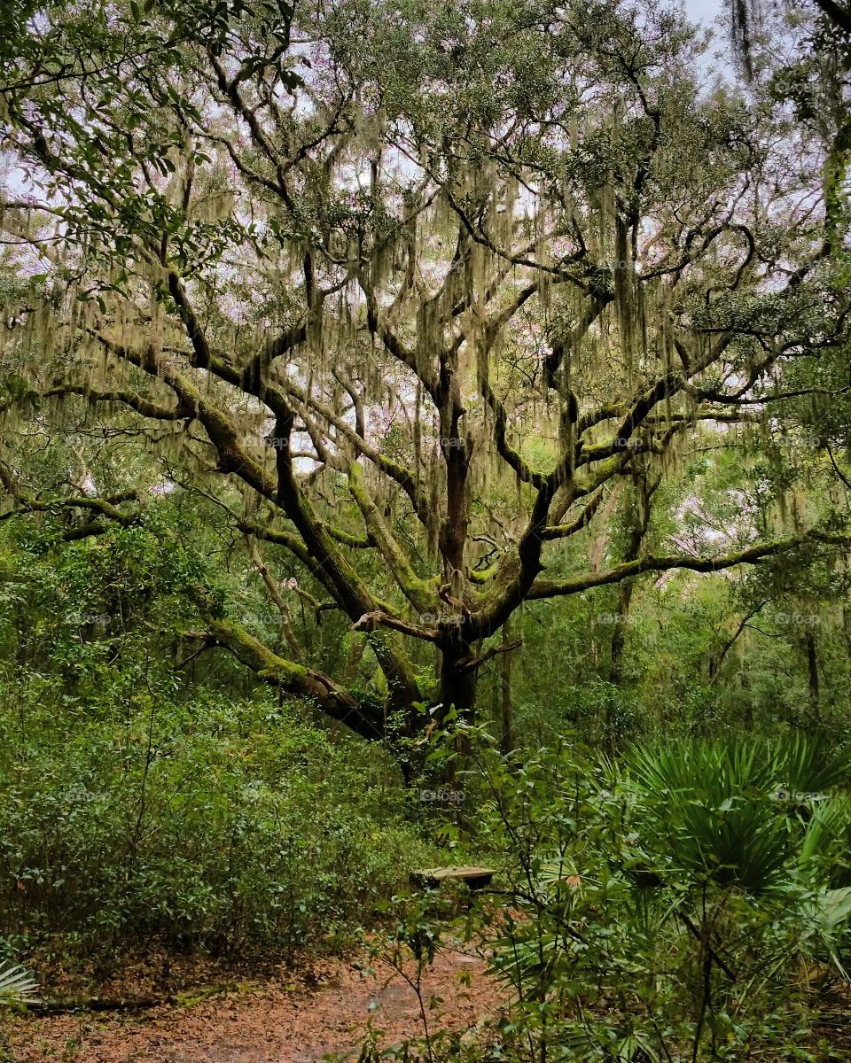 Live Oak Tree Spanish Moss