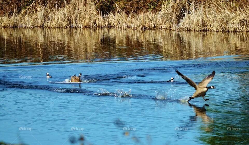 walking on water