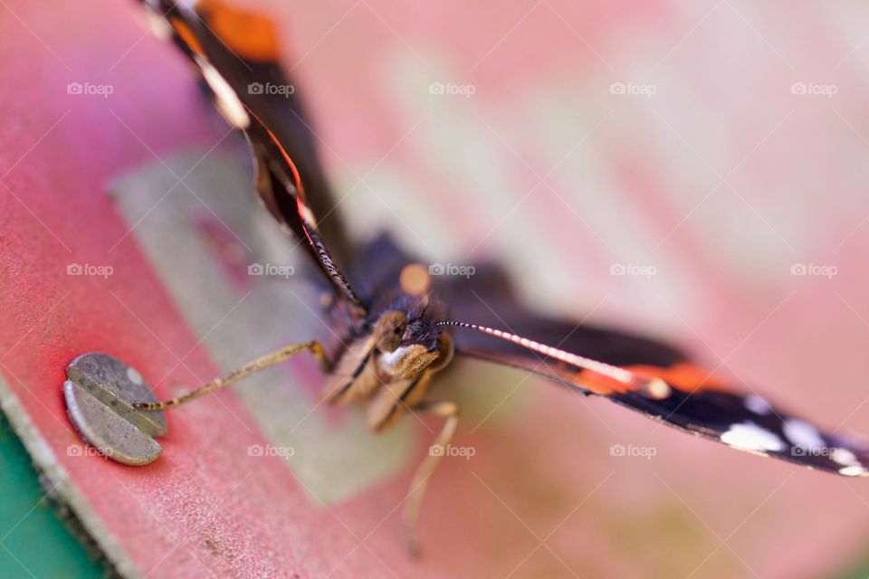 Close-up of a insect