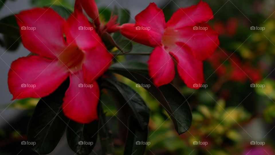 adenium is an ornamental plant species, the stem is large, the lower part resembles a tuber, the stem is not cambium, the roots can enlarge to resemble a tuber, the leaf shape is long, some are oval, pointed, small and large, the flower colors vary