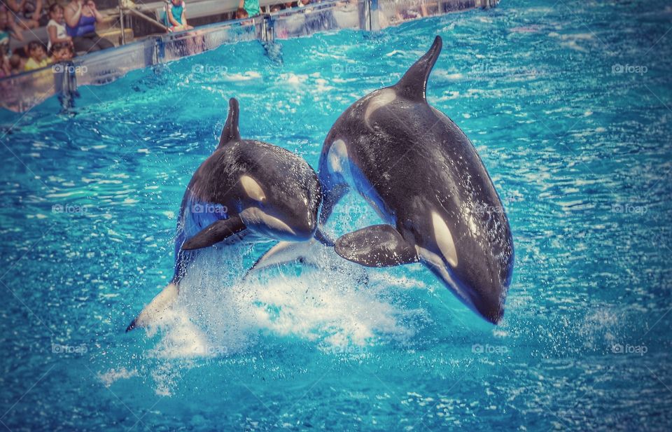 whales at motion. Was taken at sea world  at September 2015