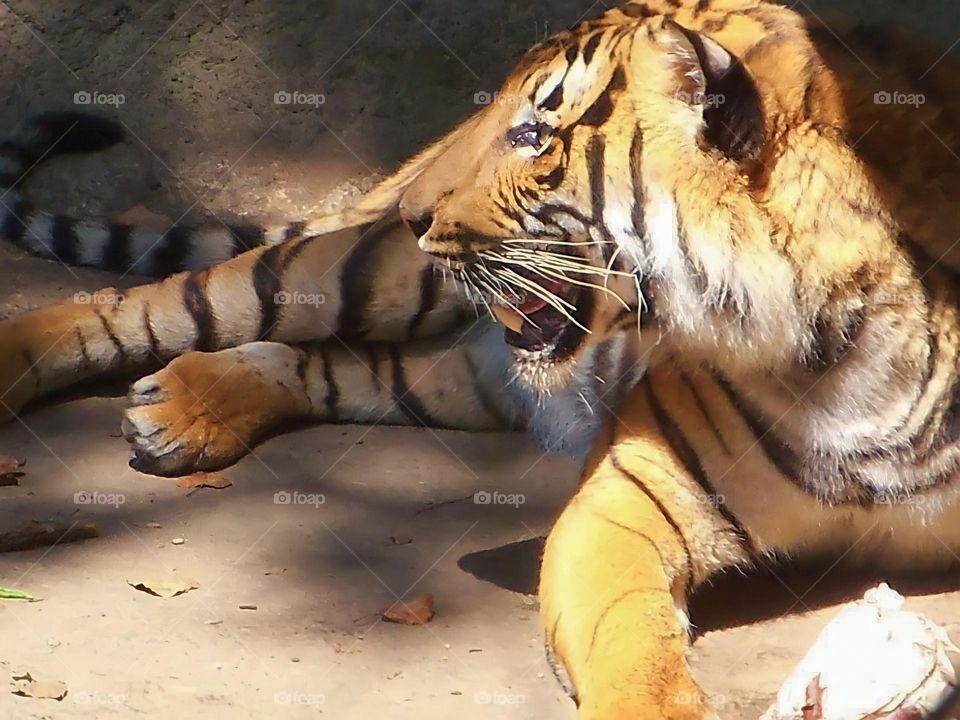 My favorite big cat 🧡