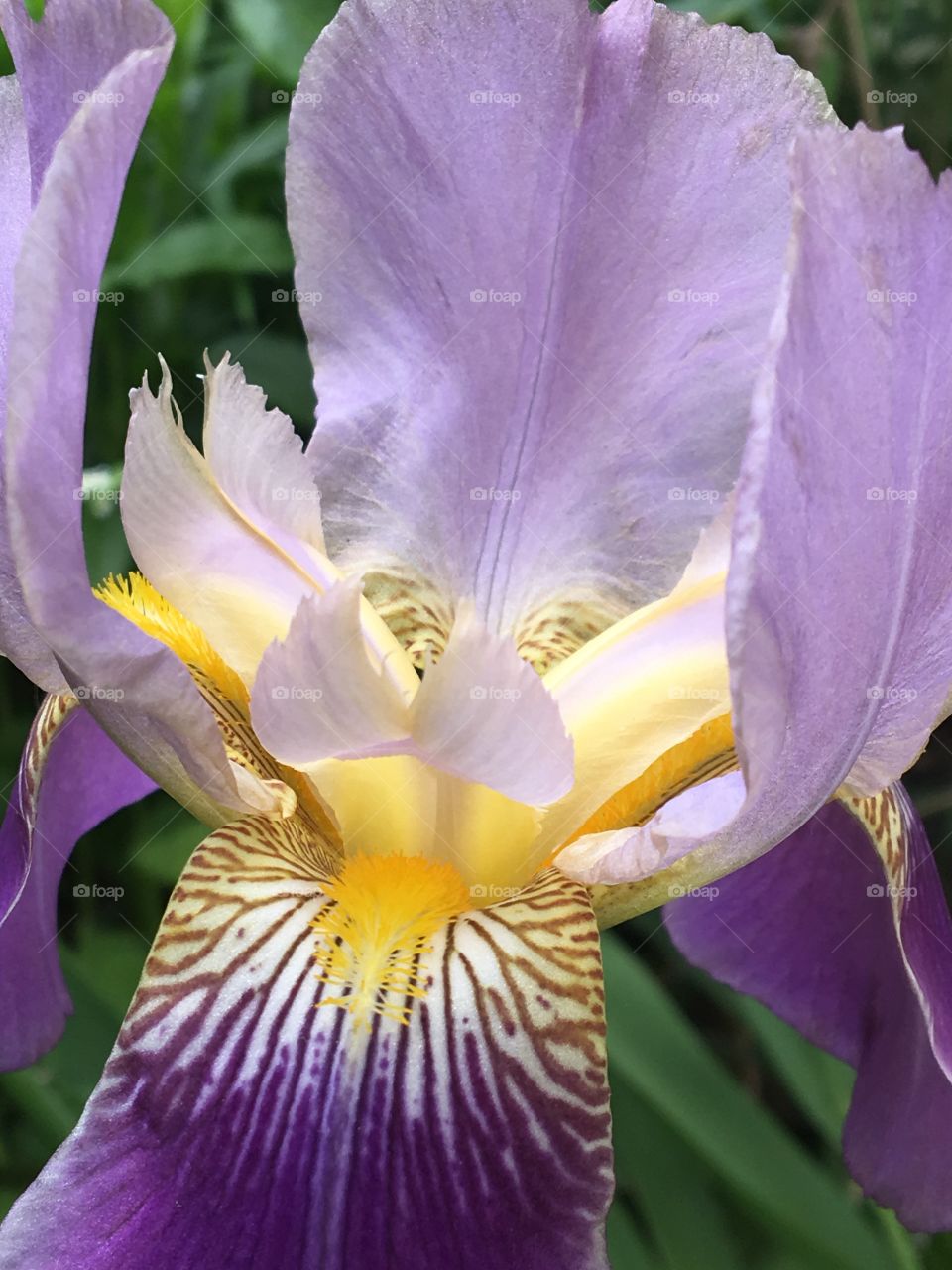 Iris Blooms