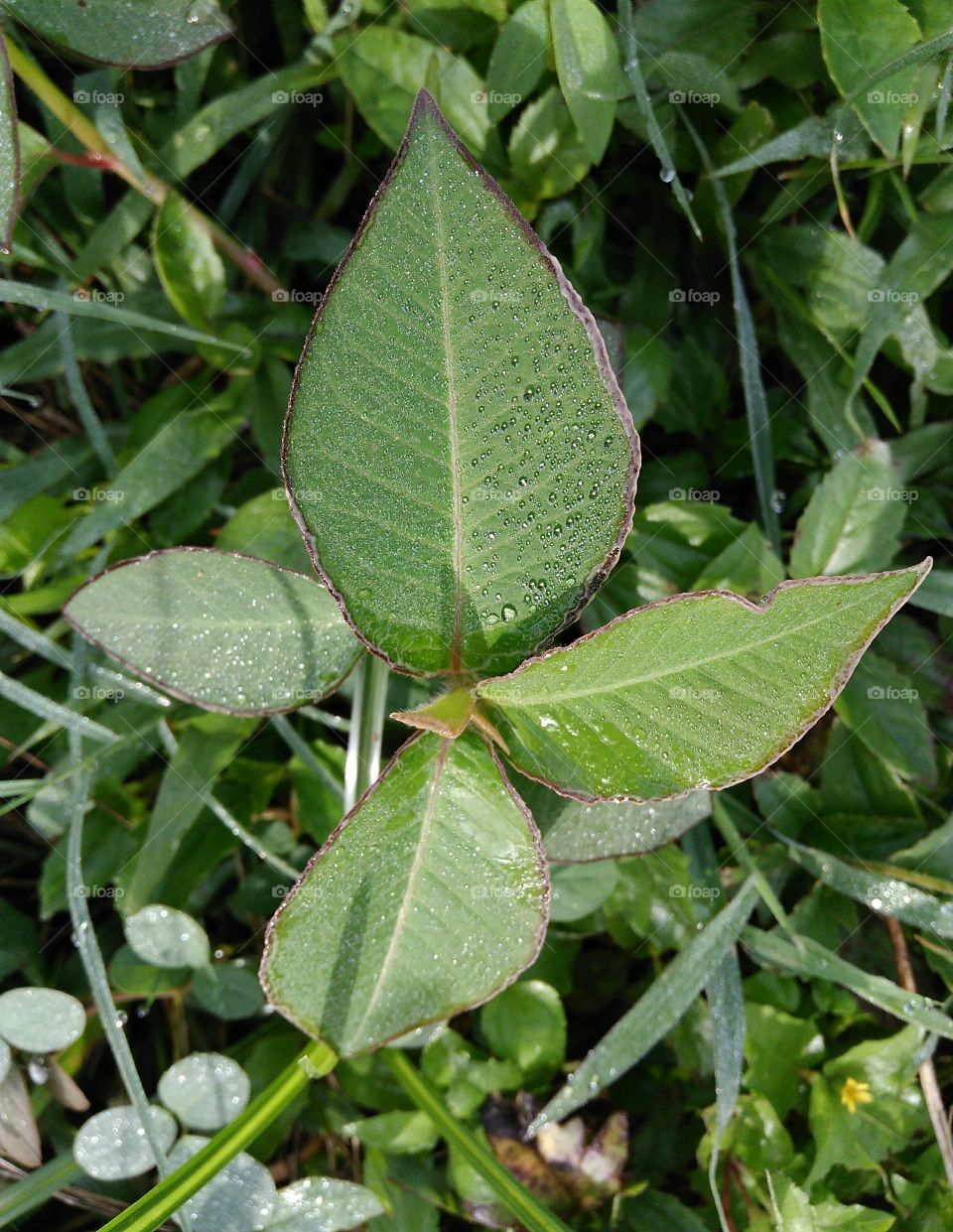 leaves