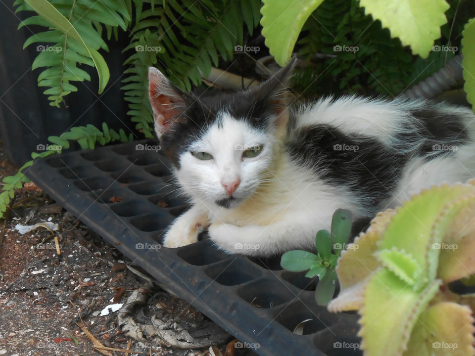 Cat Beneath Plants