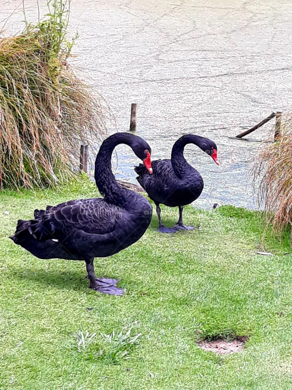 black swan